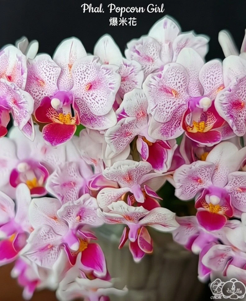 🌺 Азиатские сортовые орхидеи-подростки В НАЛИЧИИ 🌺