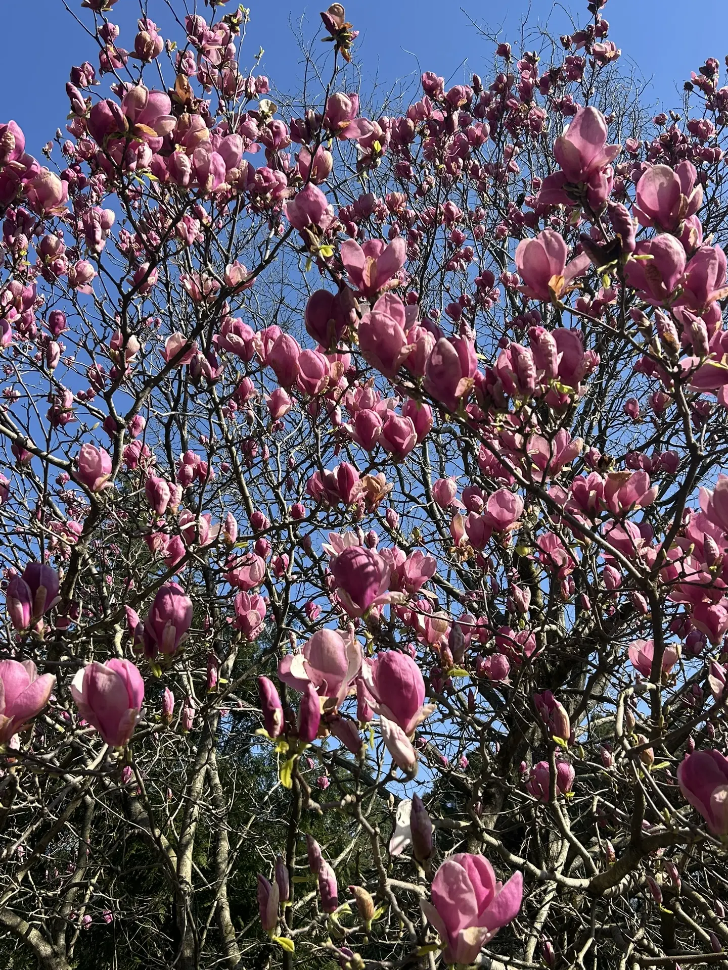 🌸 На федеральной территории продолжается цветение магнолий!