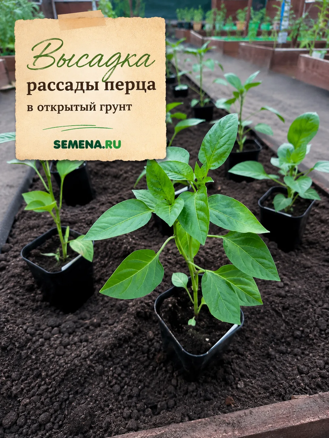 🌶️ Мы высаживаем сладкий перец в открытый грунт!