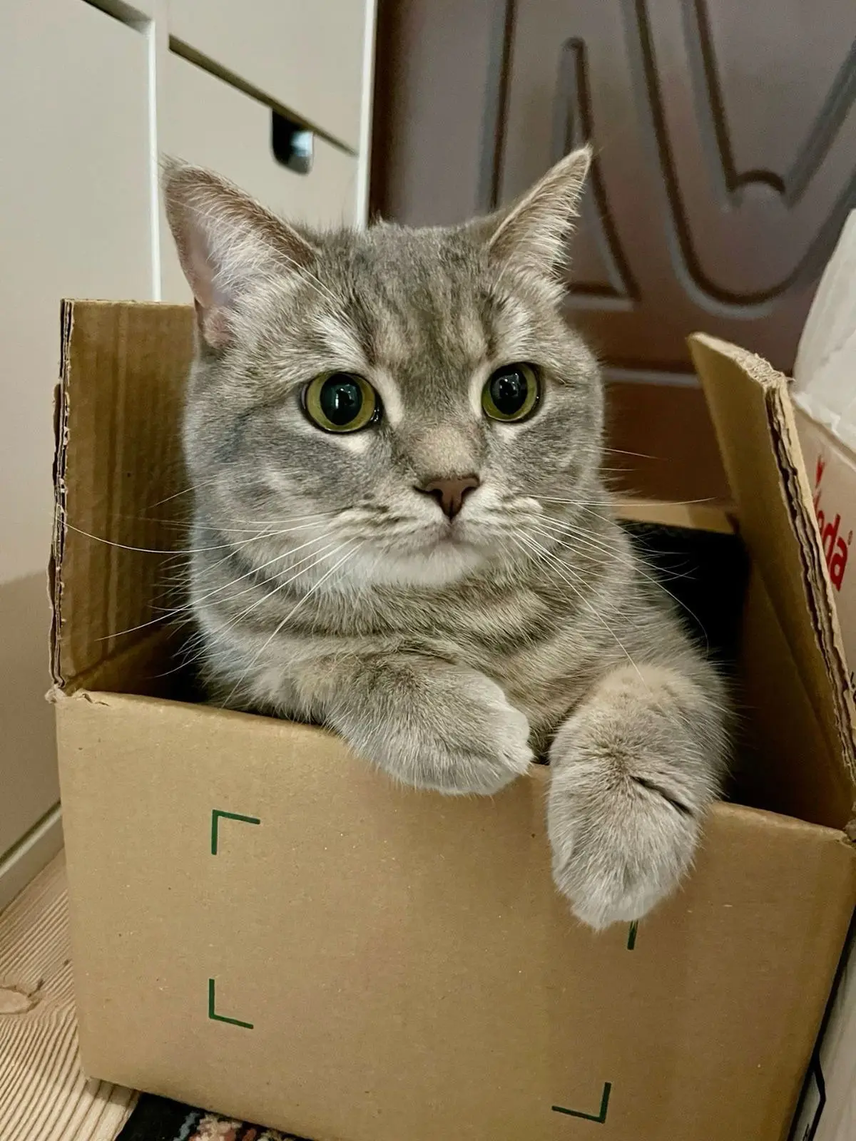 #КотикПодписчика 🥰