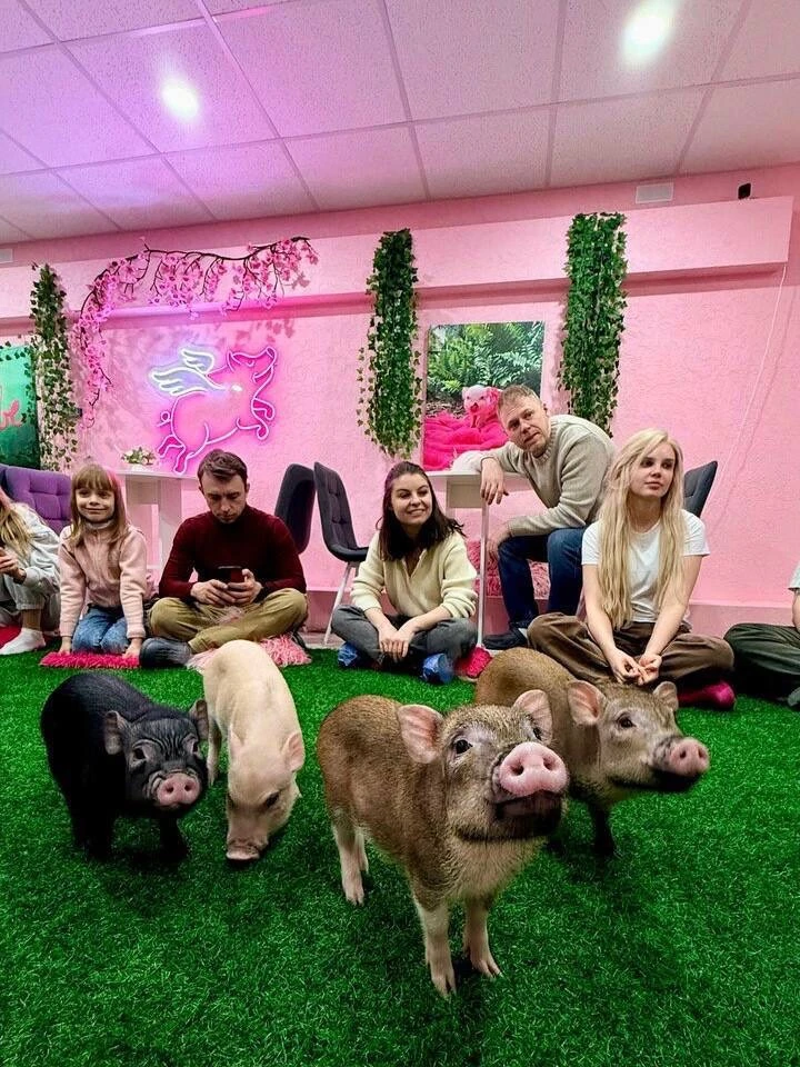 Время отдохнуть в компании маленьких свинок 🐷