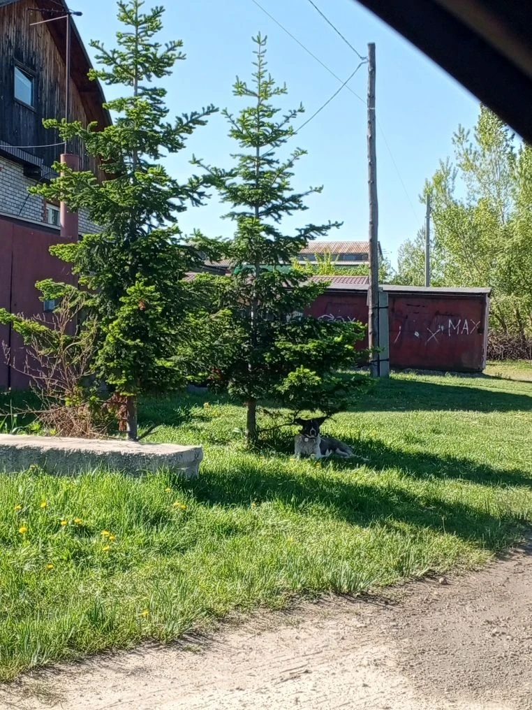 Дорогие владельцы домашних животных!
Давайте вместе сделаем наш город безопаснее и комфортнее для вс