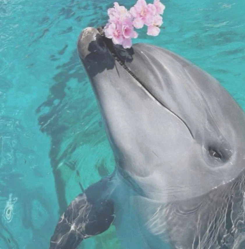🐬 Дельфины спят... по полмозга

Одна половина бодрствует, вторая — спит. Так они не тонут и не поги