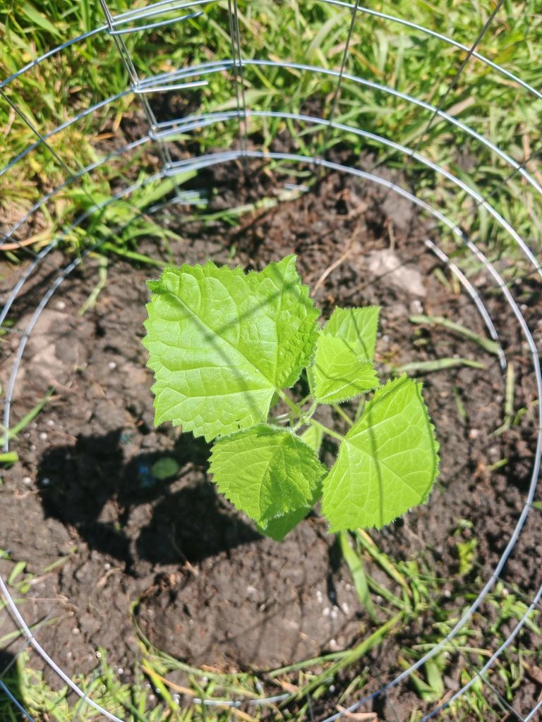 🌿 Посадили деревья в память о подвиге 🌿

Сегодня на территории памятника Неизвестному солдату прош