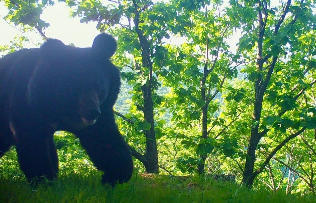 🐻 «А что это такое?»: гималайский медведь заметил фотоловушку в тайге