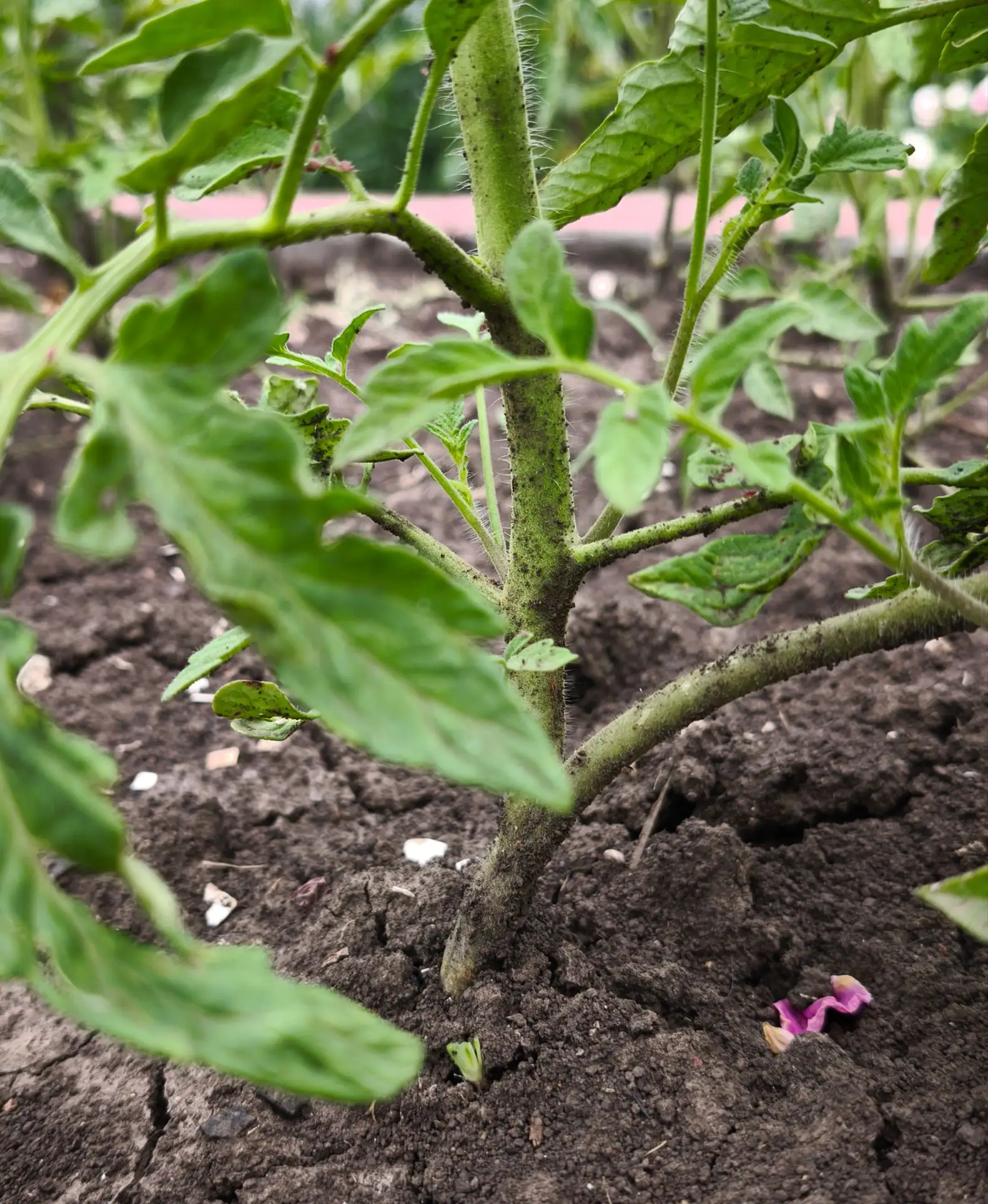 🪏🍅 Опытные огородники утверждают, что в июне правильное рыхление почвы вокруг томатов...