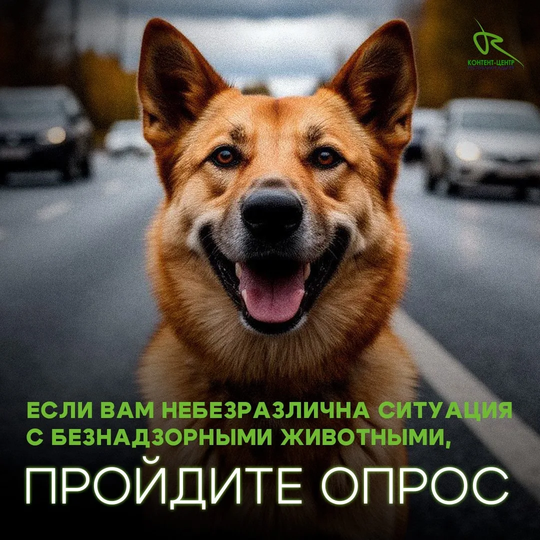 ❗️Станьте частью перемен! Если тема бездомных животных вам близка, пройдите наш опрос.