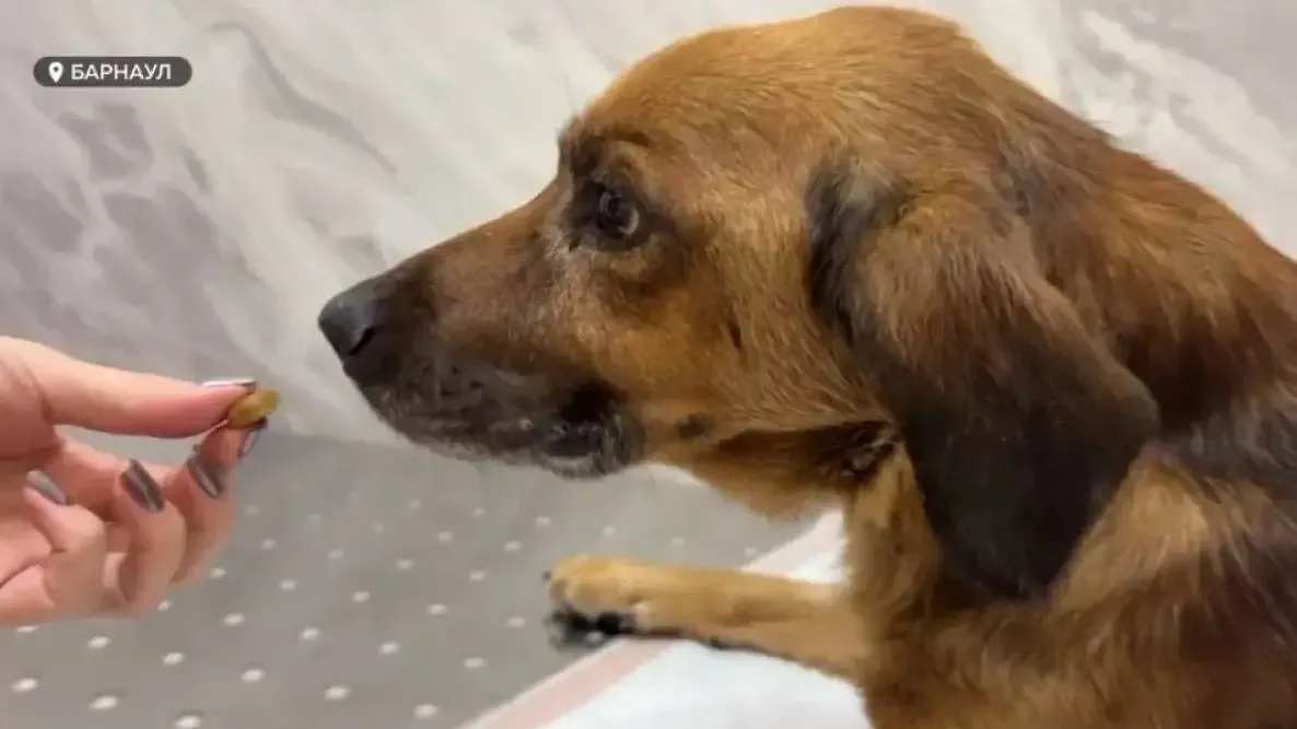 🐶Псу Моржику с отрубленными лапами нашли новых хозяев