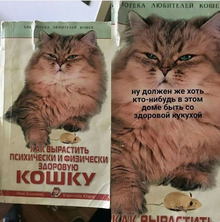 Мемные котьки