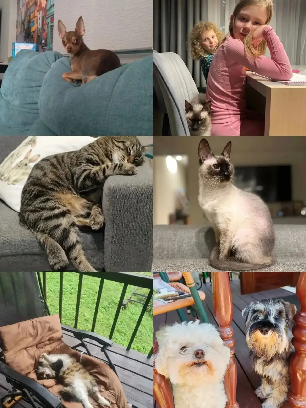 🐾 День домашних животных 🐾

Вчера в нашем пришкольном  лагере царила невероятная атмосфера тепла и