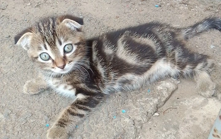 Пропал котёнок! Просьба сообщить 🙏.