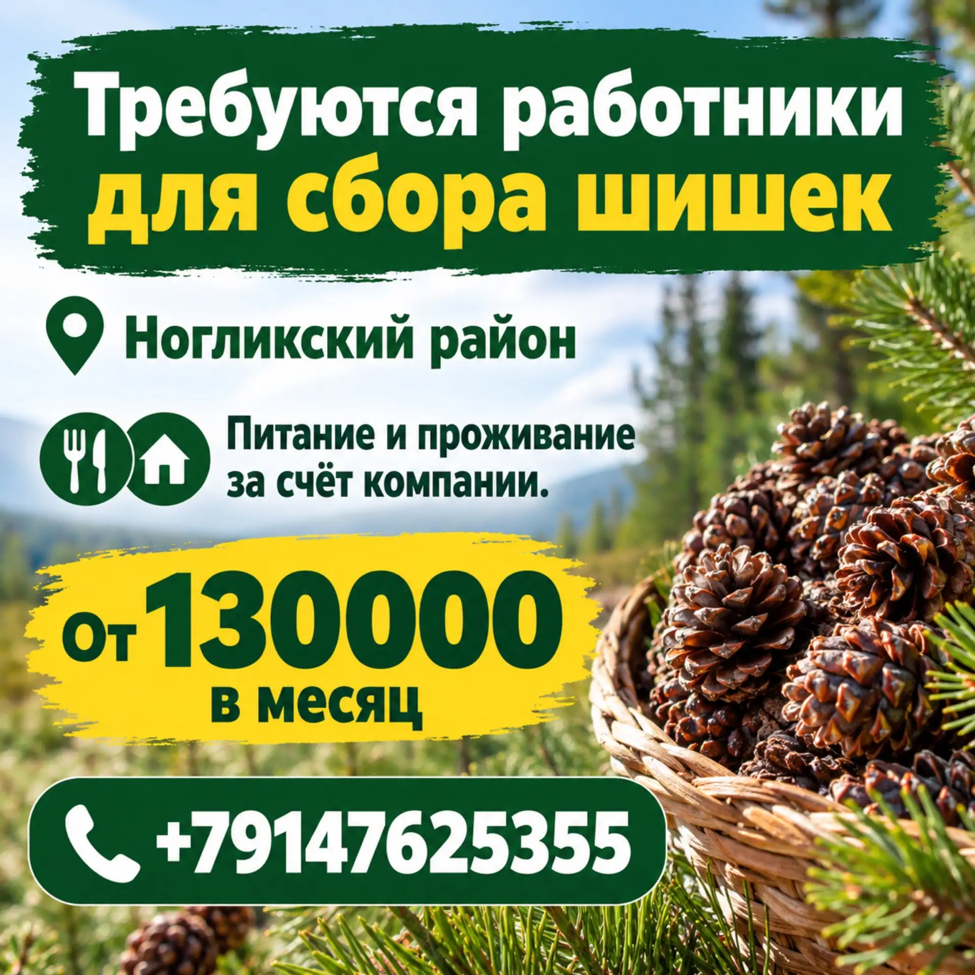 🌲Требуются работники для сбора шишек (кедровый стланик).