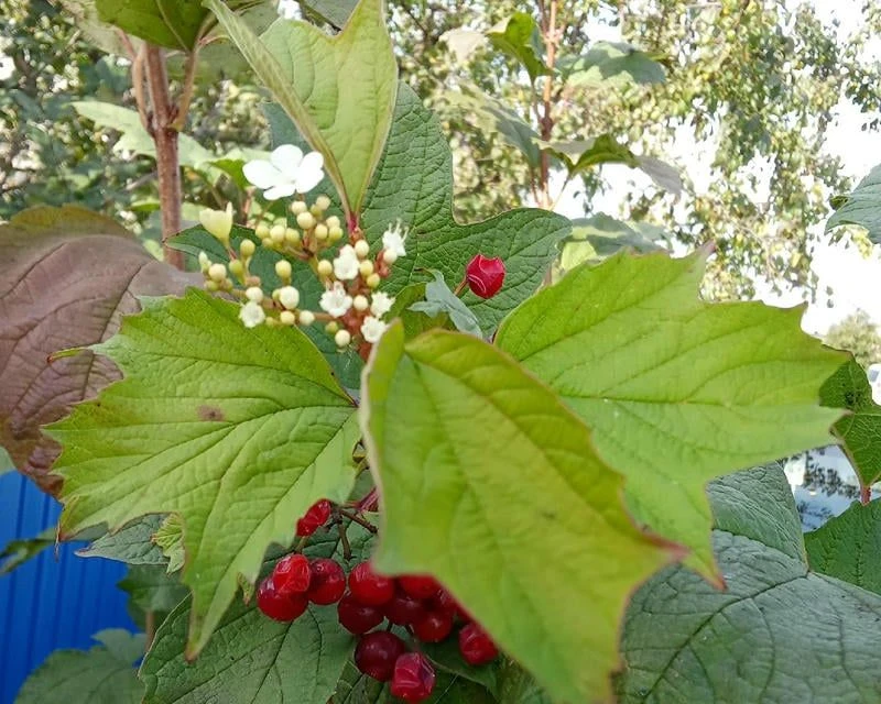 🌺🌼🌸У жительницы Первомайского округа в октябре зацвела калина