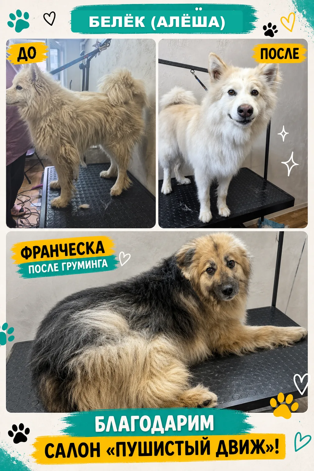 Белёк и Франческа преобразились! 🐾