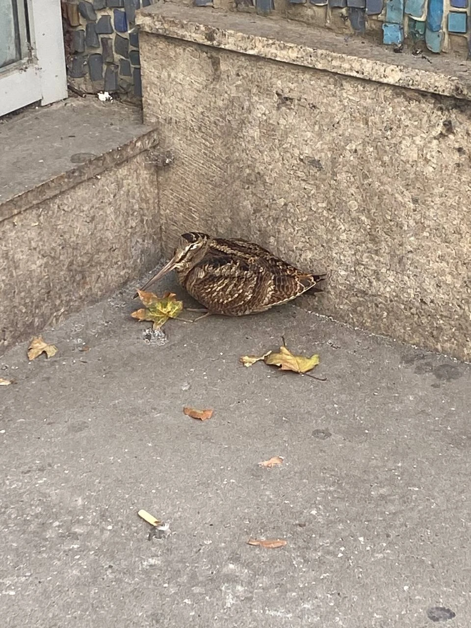 ❗️🆘  Москва. Друзья, вот такое письмо нам пришло сейчас:
