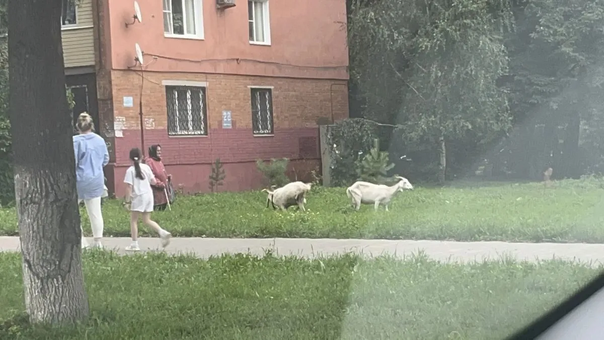 Пожилая тулячка несмотря на непогоду выгуливала двух коз на улице Кирова
https://newstula.ru/fn_1915