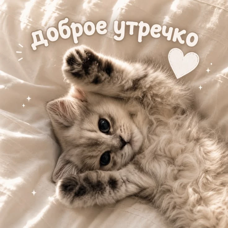 Котаны • подписаться