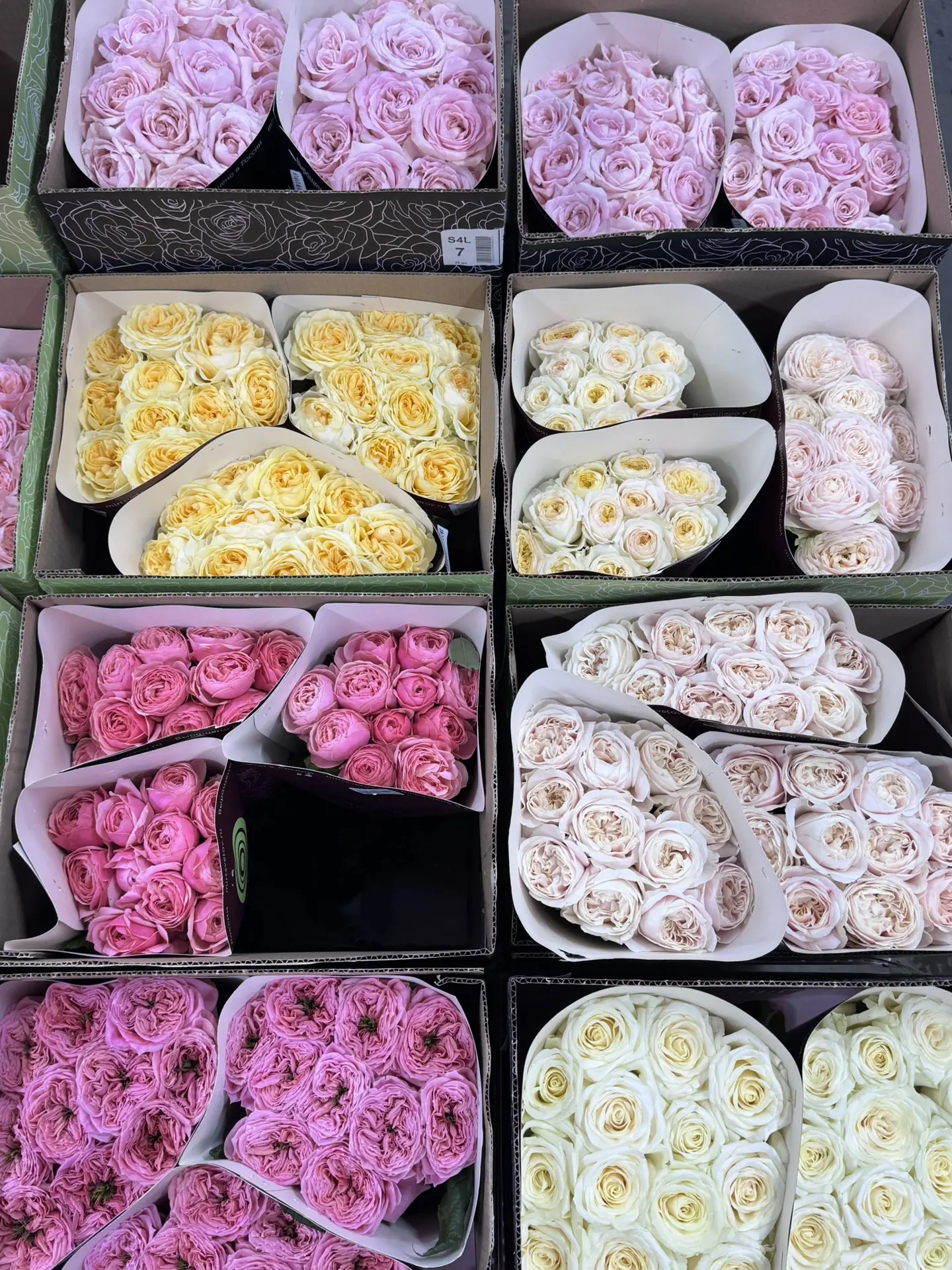 Саранская садовая Роза 🌹