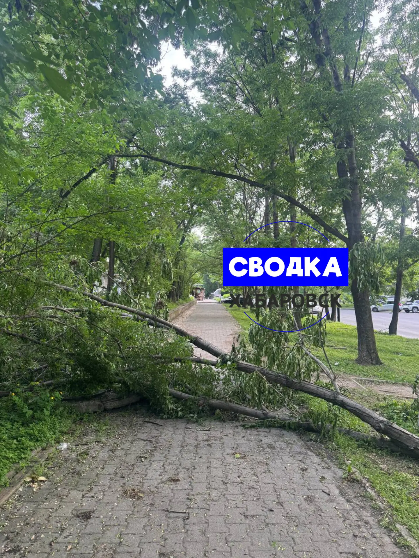 На Постышева дерево упало, третий день лежит.