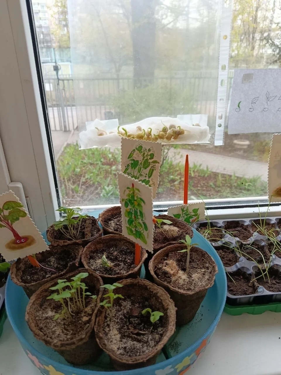 🌱 Конкурс мини-огородов на окне в Корпусе 5  На днях в Корпусе 5  прошёл ежегодный конкурс мини-огор
