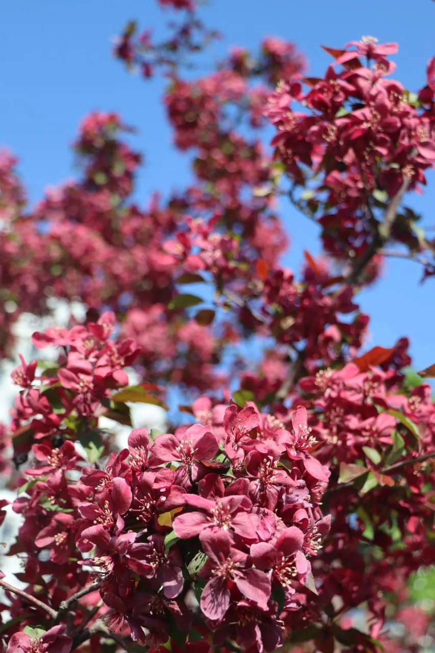 🌸 Розовые облака — в «Ильинских лугах» зацвела яблоня Недзвецкого  📸: Андрей Лиховод  Хороших выходн