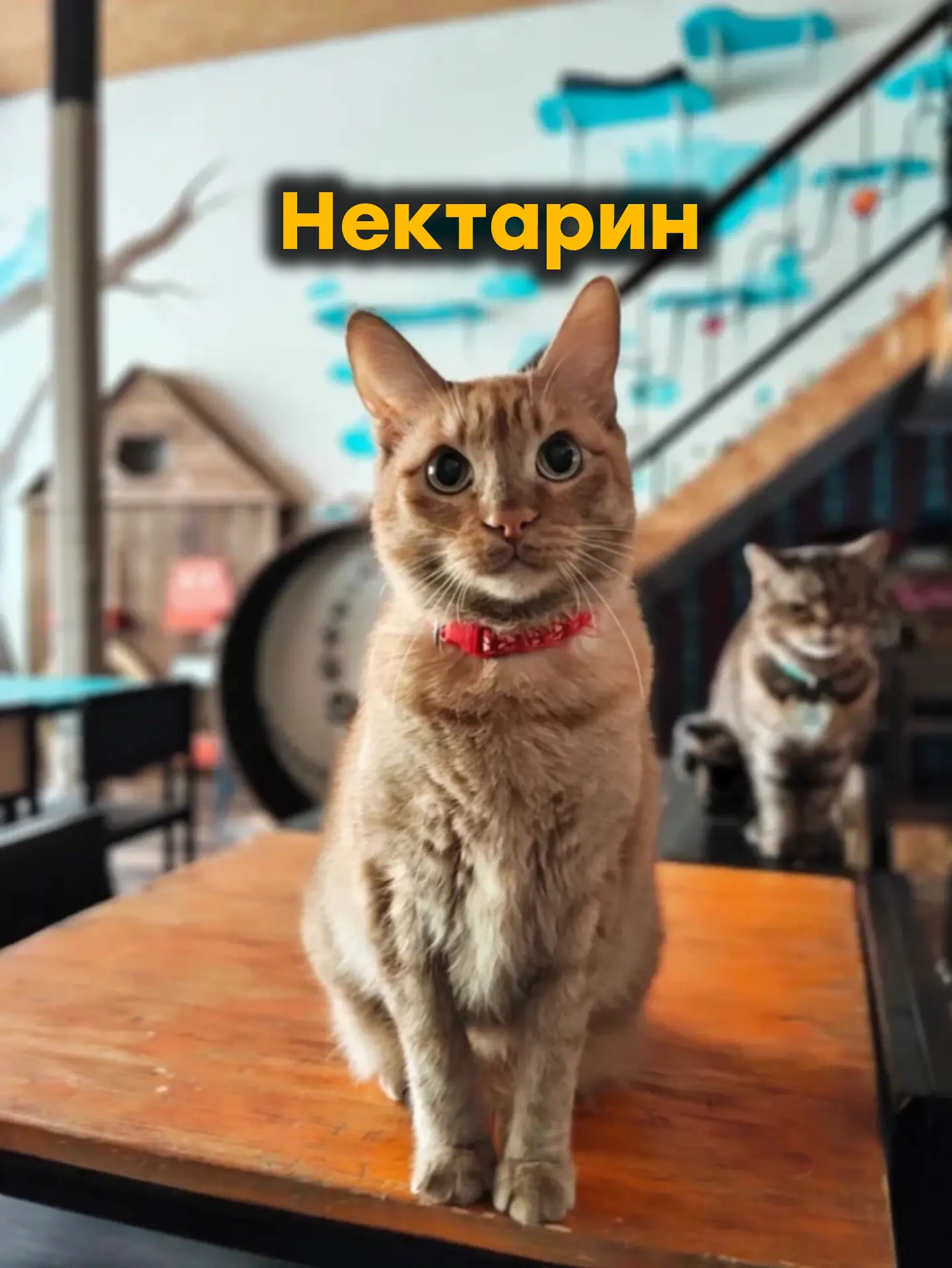 Нектарин 🧡 
 
Наш удивительный остроухий мальчик - Нектарин. 
Этот котик будто сошел с древнеегипет