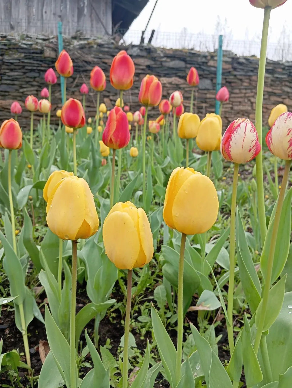 🌷 Май в Доме-музее скульптора А.В. Чиркина