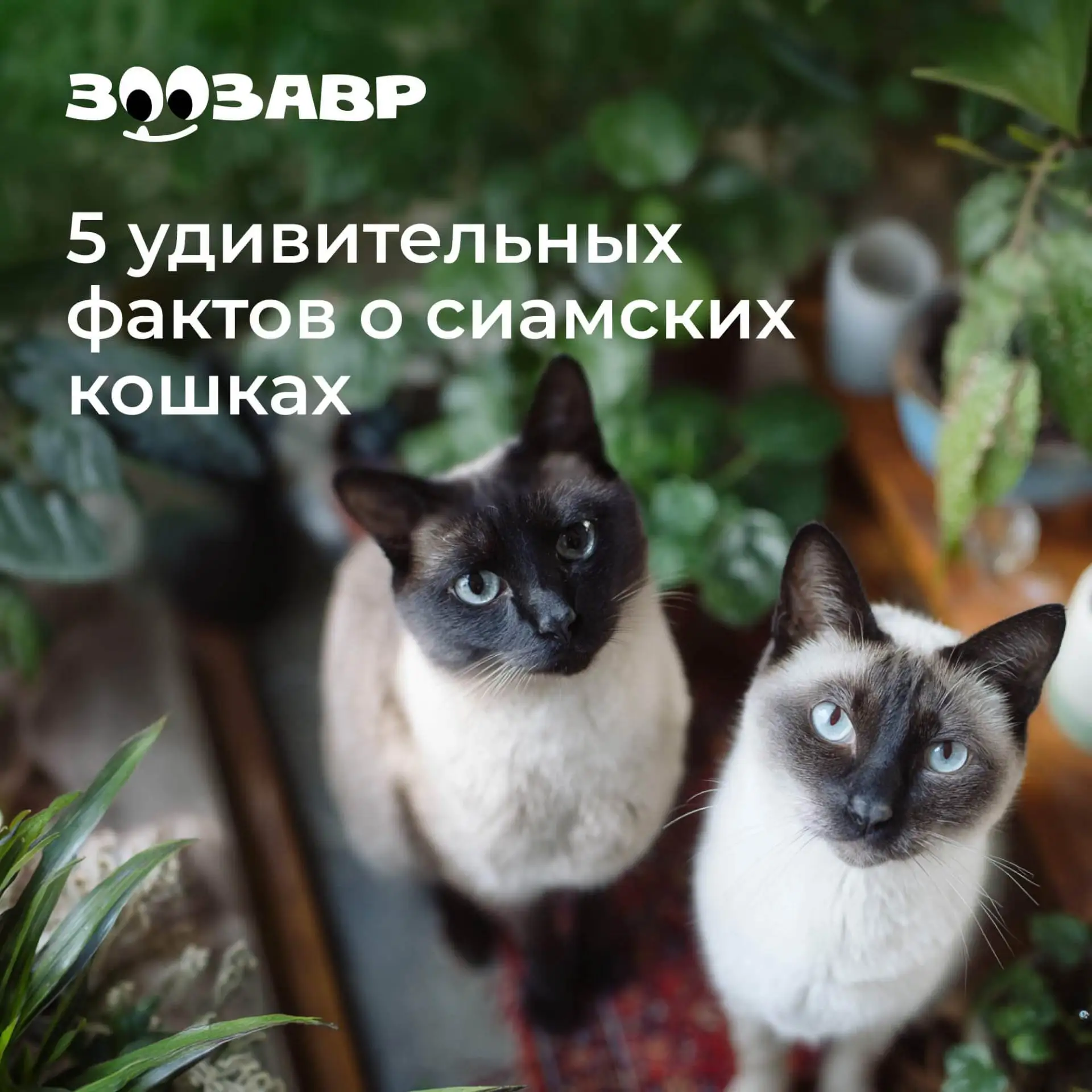 А вы знали эти факты о сиамских котах?🐈