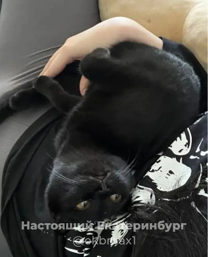 Потерялась кошка, черная вислоухая. В день, когда убежала, на ней был красный ошейник. Ей всего год,