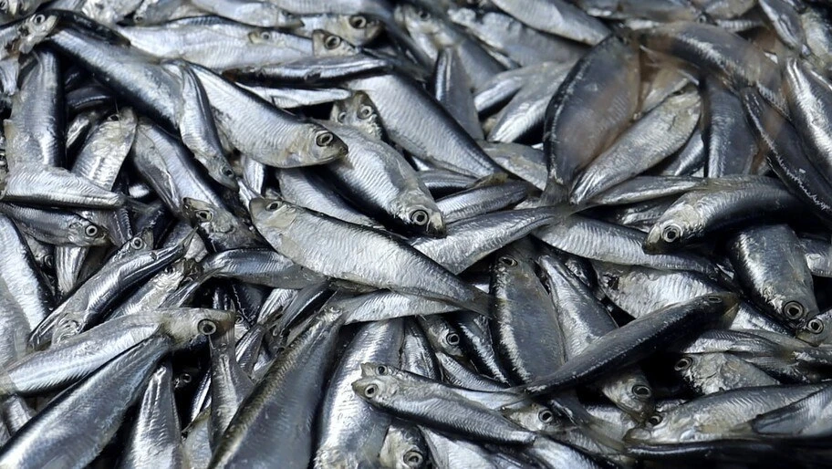 🐟 В водоемы Херсонской области выпустили 200 тысяч мальков ценных рыб