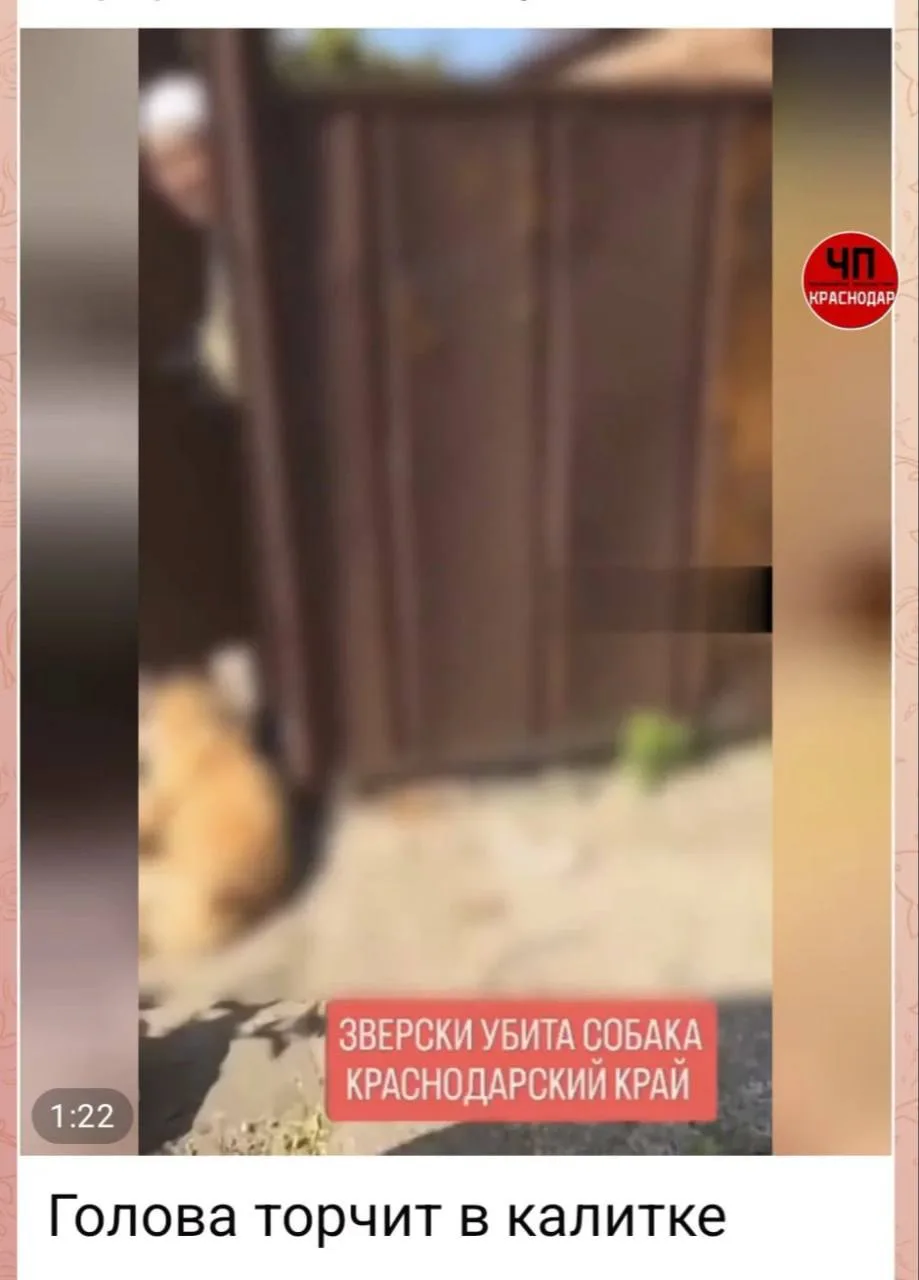 👮‍♀️После убийства собаки в Краснодарском крае возбудили уголовное дело

73-летняя жительница стани