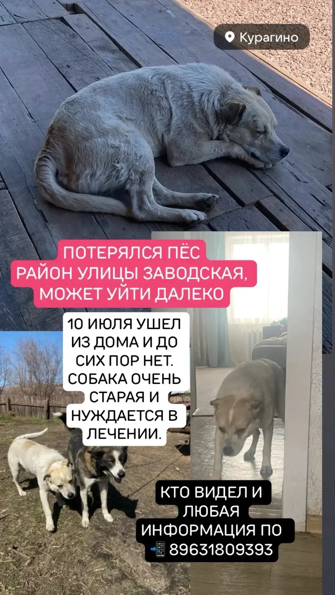 Любимец 10 июля ушёл из дома в районе улицы Заводской и до сих пор не вернулся. Собака очень старая,
