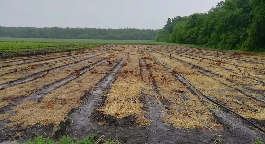 В Воронежской области посеяли 460 кг лесных семян

🌲 В Воронежской области завершены работы по посе