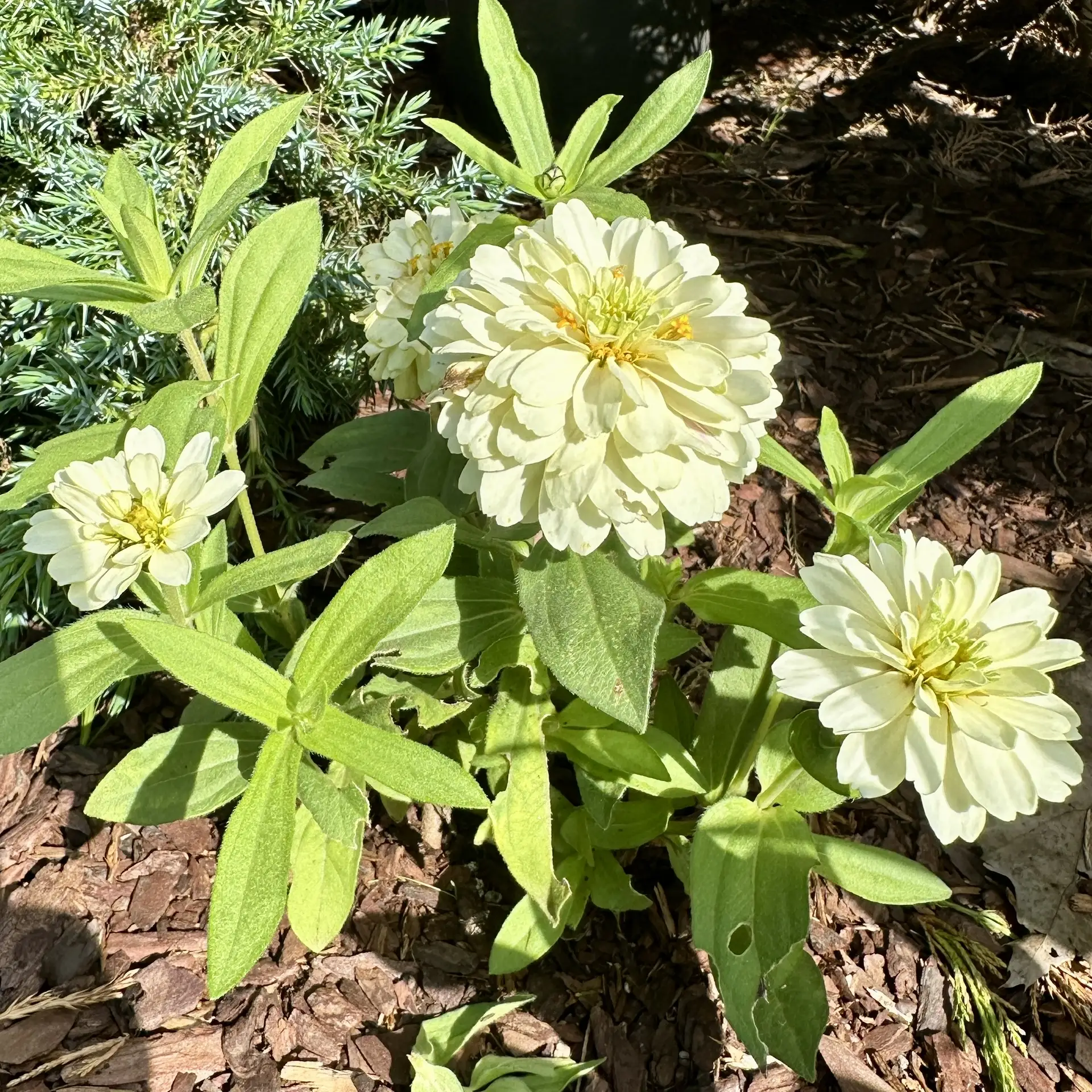 Семена цинии — неприхотливые яркие акценты лета 🌸