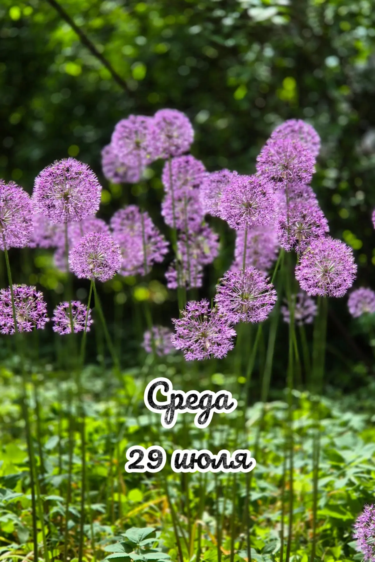 📅 Среда, 29 июля: день "сбора урожая" 🌾