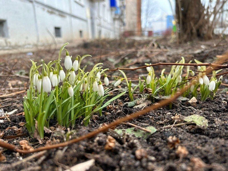 Долгожданная весна в Киров придет 11 марта! 🌷Несмотря на то, что ледяной циклон заставил нас укутать