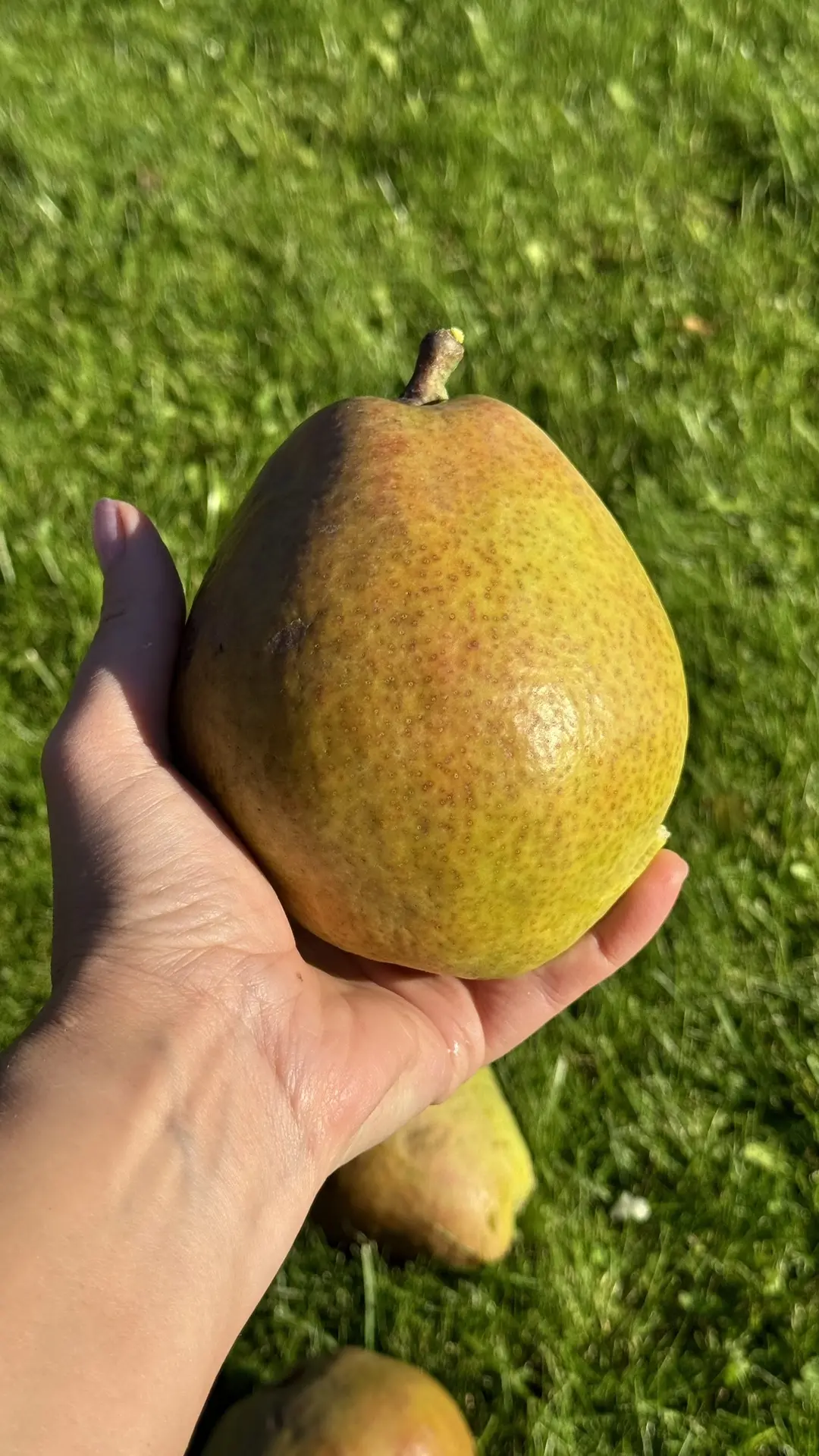 Собираем груши 🍐