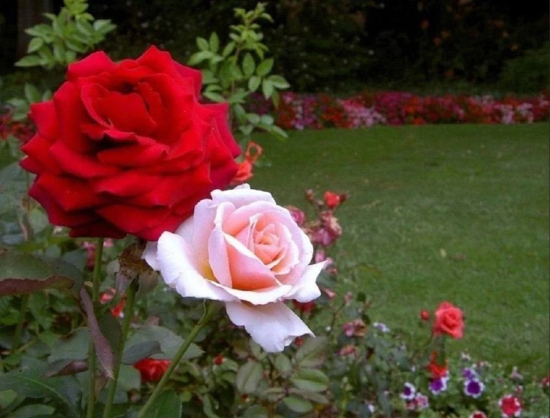 Омолаживаем кусты содой 🌹

➡️ Дорогие подружки‑дачницы, поделюсь своим секретным рецептом для омоло