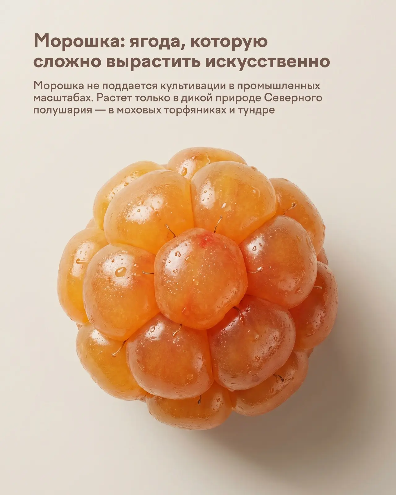 🧡 Сезон морошки в самом разгаре!

Знаете, что гости нашего северного края хотят попробовать чаще вс