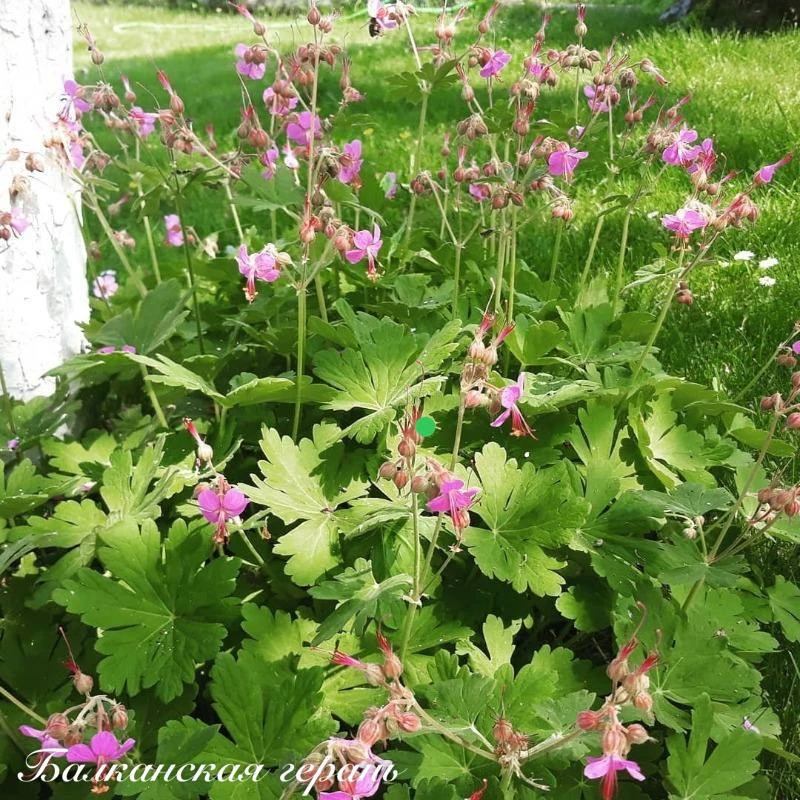 Сиреневые многолетники 💜

Которые красивы, компактны и не вытесняют другие растения 👇

- Балканска