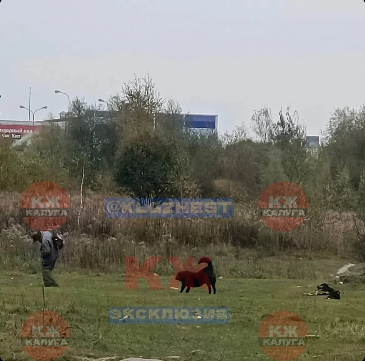Жительница предупреждает о собаках у Ашана