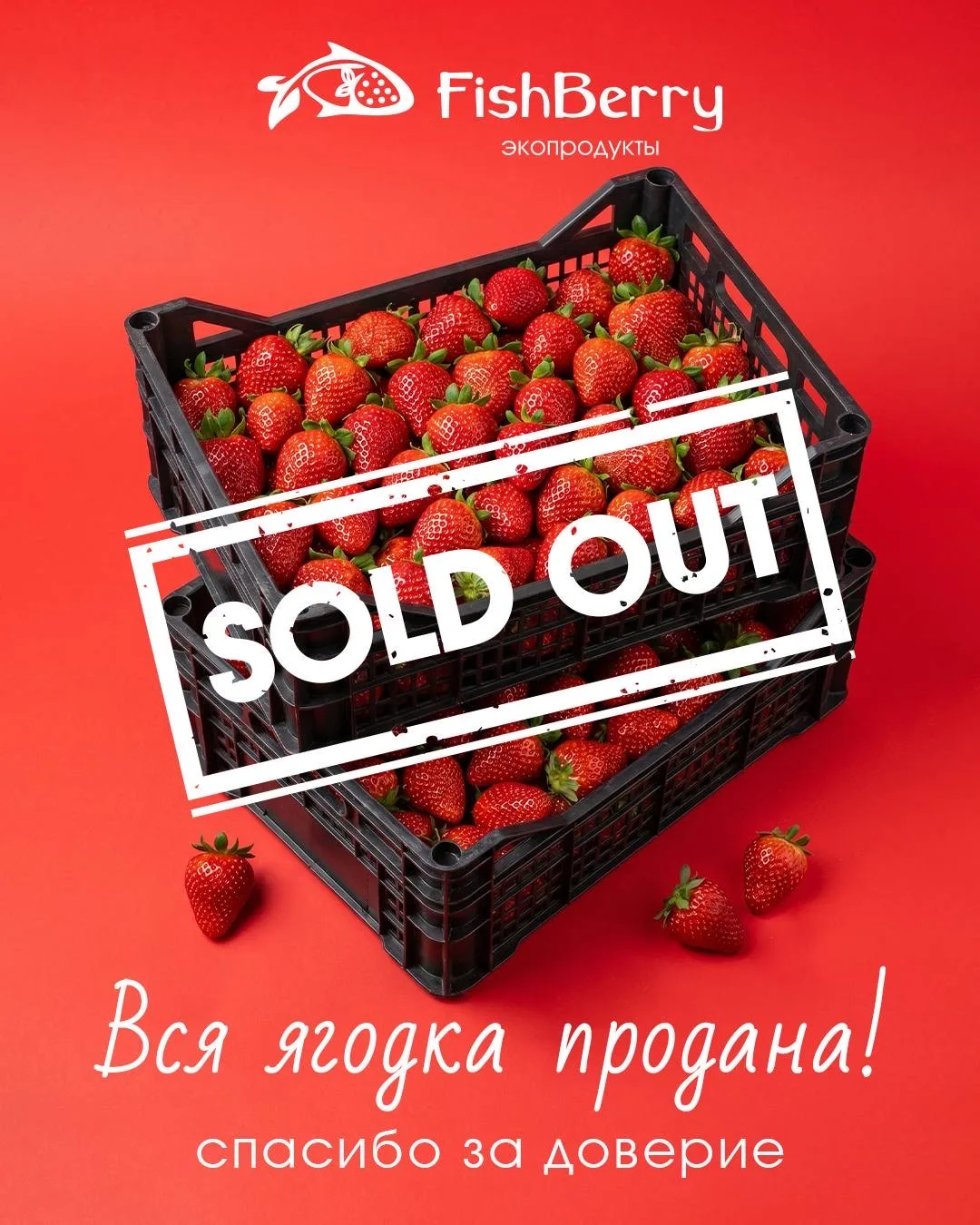 Вся ягодка продана 🫶 Всех благодарим за доверие и приятного аппетита 🤗  Надеемся, вам понравилось! Э