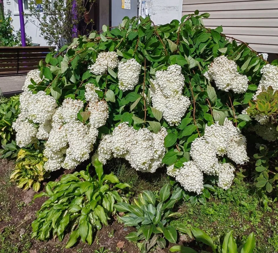 🌿 Доброе утро, ДДО ТОГУ!