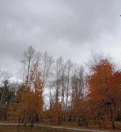 🍂🍁Ветви голы, сучья босы