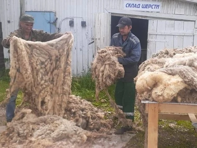 🐑 Заготовители системы Татпотребсоюза активно закупают шерсть у населения. Шерсть цени...