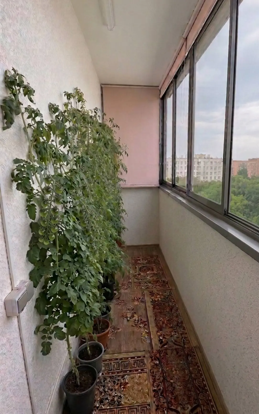 🍅 А вы знали, что высокорослые томаты можно выращивать даже на балконе?

В этом году решил провести