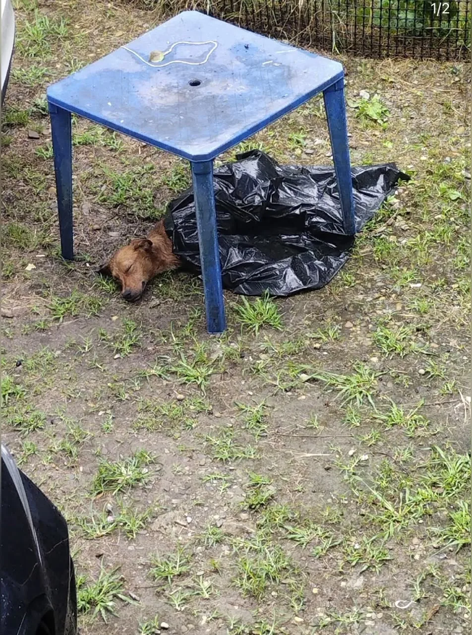 Это не просто крик о помощи, это шанс спасти жизнь!