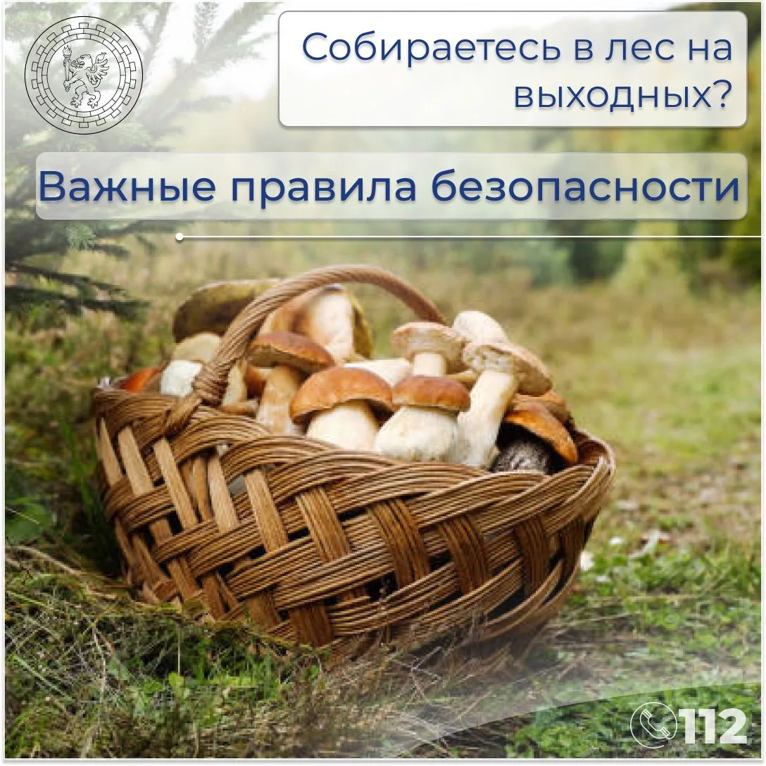 Собираетесь в лес на выходных? Важные правила безопасности 🍄‍🟫🌲