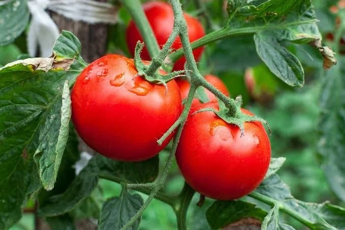 Обеззараживание почвы после больных томатов