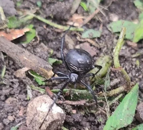 🕷 В одном из посёлков Сызрани заметили каракурта

Местная жительница рассказала, что обнаружила ядо